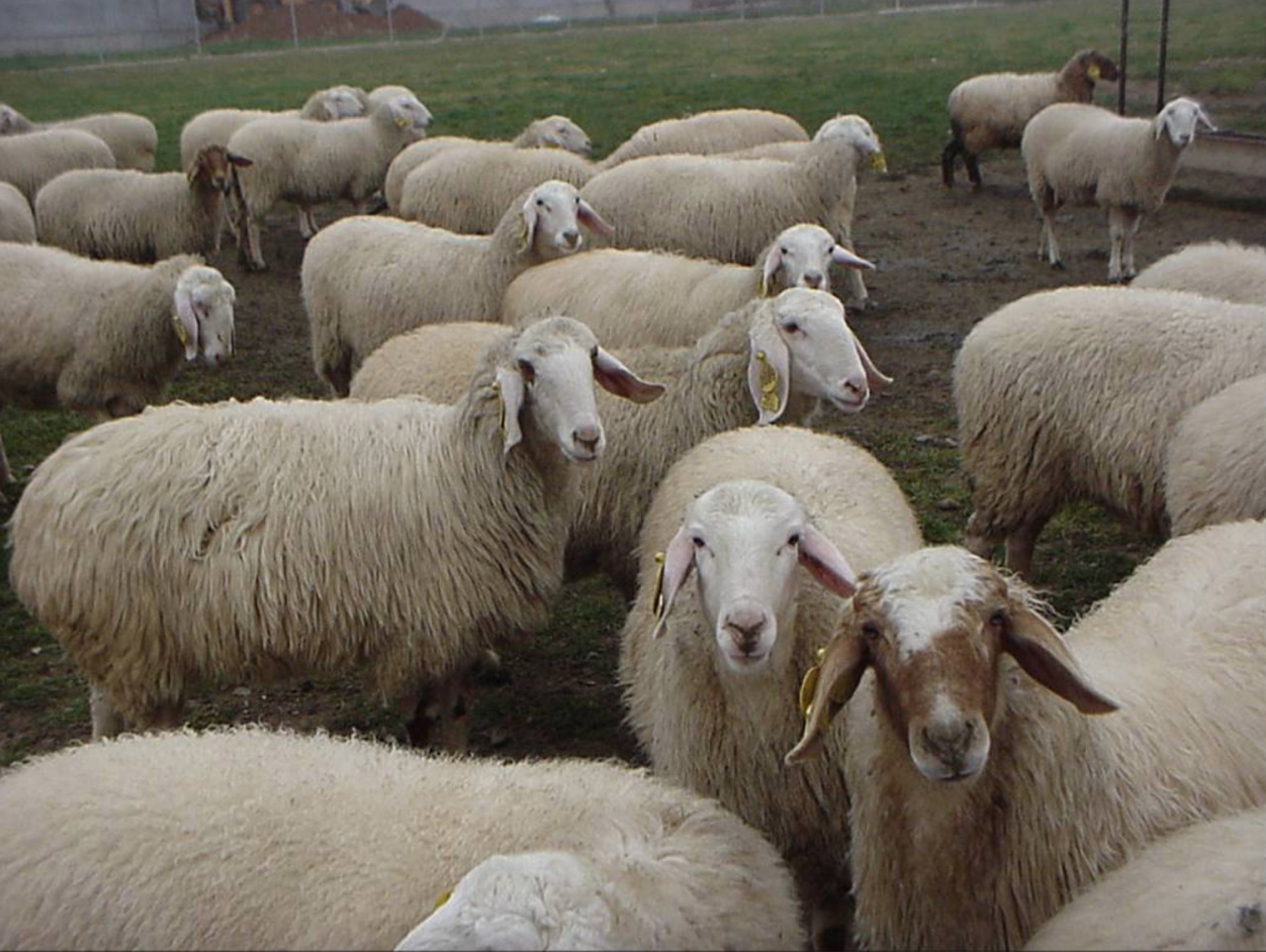 NeoCheck en la feria agropecuaria de Salamanca