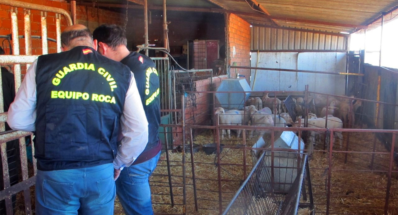 Detienen a un grupo de ladrones de ovejas